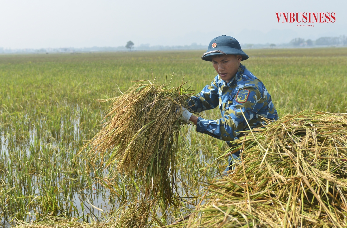 Trung tá Đặng Đình Thịnh, Phó Chính ủy Trung đoàn 64 - Sư đoàn 361 cho biết: Các chiến sĩ cùng với bà con nhân dân làm việc từ sáng sớm cho tới chiều muộn, nhiệm vụ này chúng tôi sẽ cùng người đây thực hiện đến khi thu hoạch hết lúa đã bị ngập mới thôi.