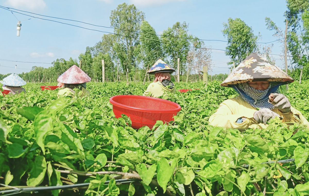 Nhiều nông dân ở Đức Huệ đang thoát nghèo, làm giàu từ hoa thiên lý &lpar;Ảnh: BLA&rpar;.