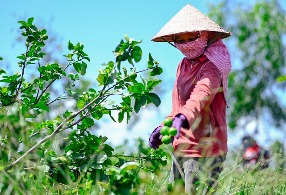 Nông dân Đức Huệ đang phát triển thành công nhiều cây trồng thế mạnh, cho giá trị cao &lpar;Ảnh: BLA&rpar;.