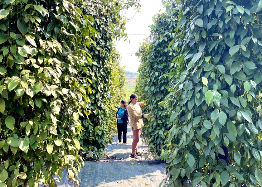 Giá tiêu đồng loạt giảm ở các vùng trồng.