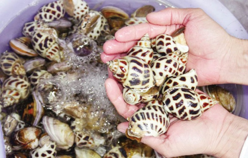 Xuất khẩu nhuyễn thể có vỏ của Việt Nam tiếp tục tăng trong tháng 8/2024.