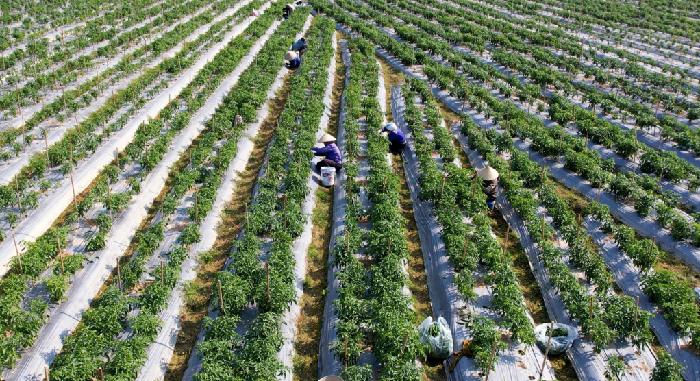 Luật HTX năm 2023 là hành lang pháp lý giúp khu vực kinh tế tập thể, HTX phát huy được những giá trị tốt đẹp trong liên kết sản xuất.