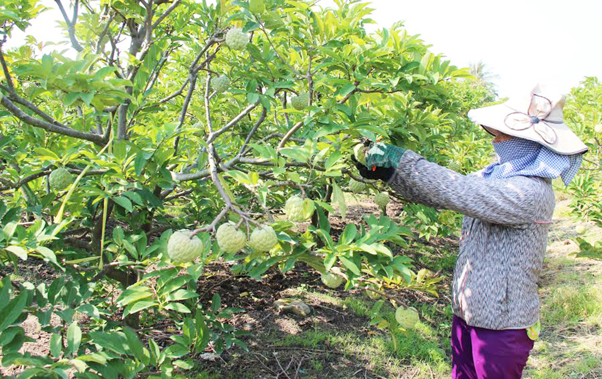 Mãng cầu &lpar;na&rpar; đang là một trong những cây xóa nghèo, làm giàu của người dân Tây Ninh &lpar;Ảnh: BTN&rpar;.