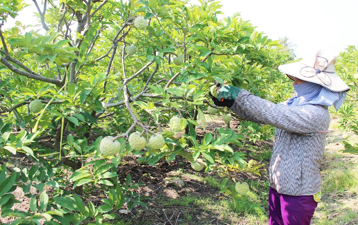 Mãng cầu &lpar;na&rpar; đang là một trong những cây xóa nghèo, làm giàu của người dân Tây Ninh &lpar;Ảnh: BTN&rpar;.