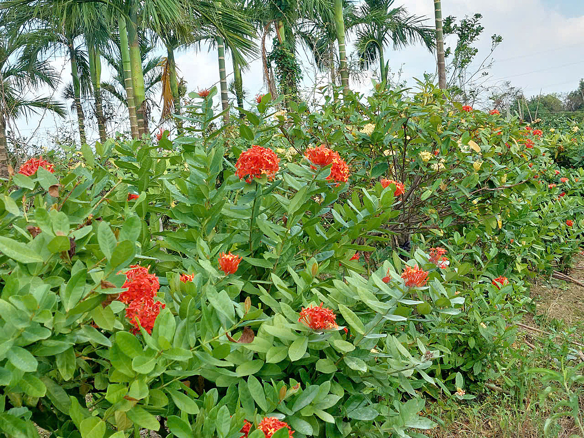Hiện nay, bên cạnh việc trồng đào, quất, người dân trong xã còn trồng xen các loại hoa mẫu đơn, cây ngắn ngày để có thêm thu nhập.