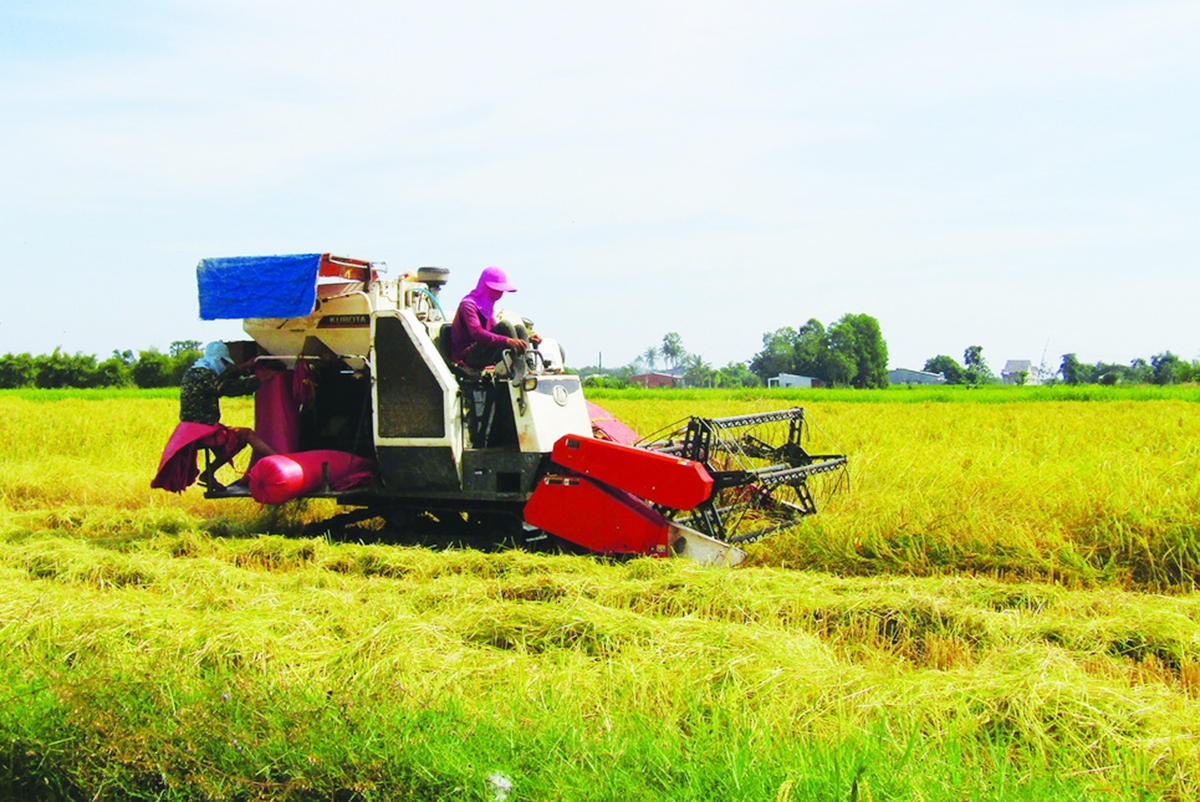 Thúc đẩy liên kết, hình thành chuỗi giá trị là chìa khóa để nông dân Tây Ninh làm giàu bền vững &lpar;Ảnh: BTN&rpar;.