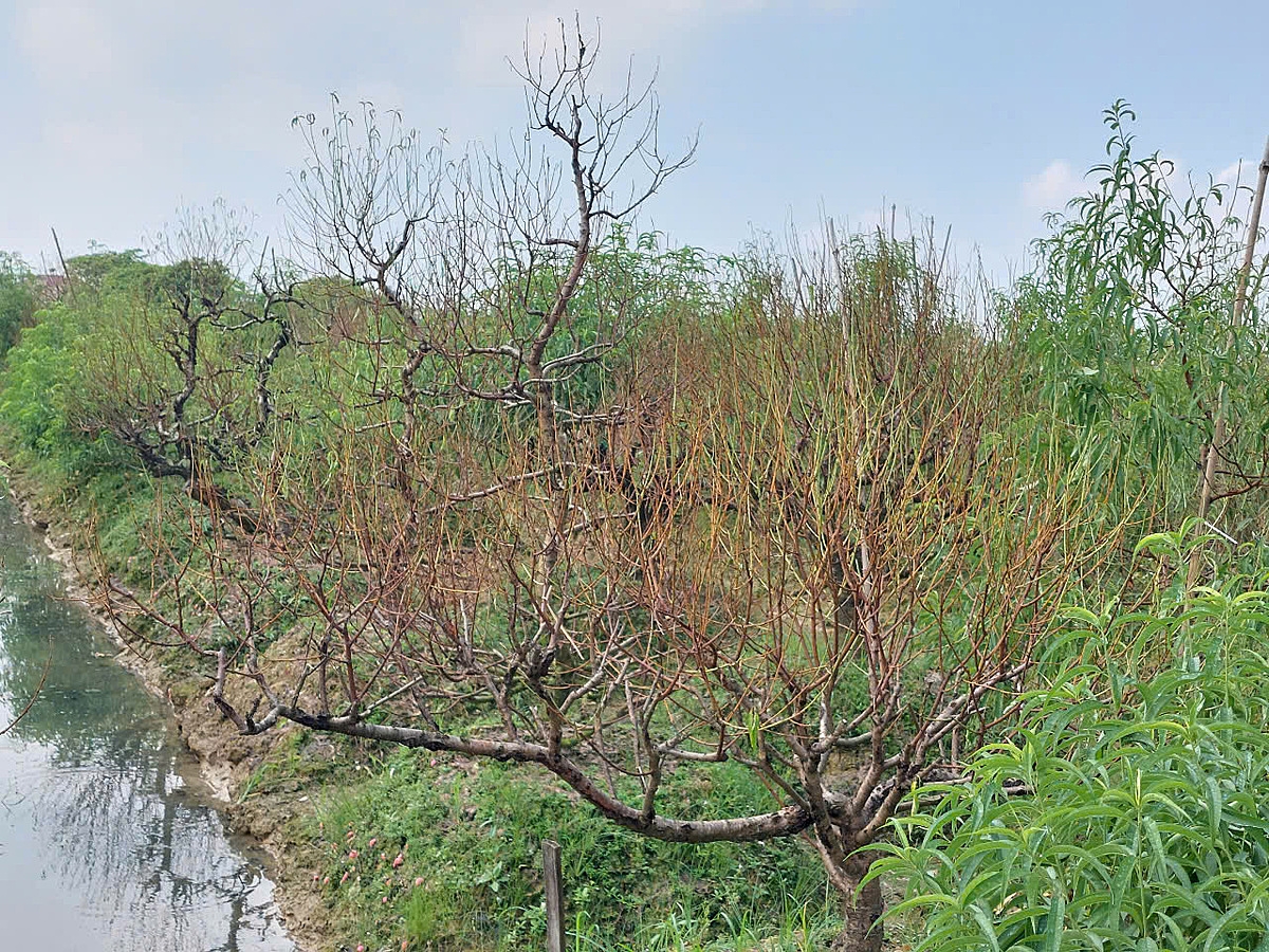 Sau bão, nhiều diện tích trồng đào của xã Hồng Thái đã bị úng nước và đang có dấu hiệu héo cây.