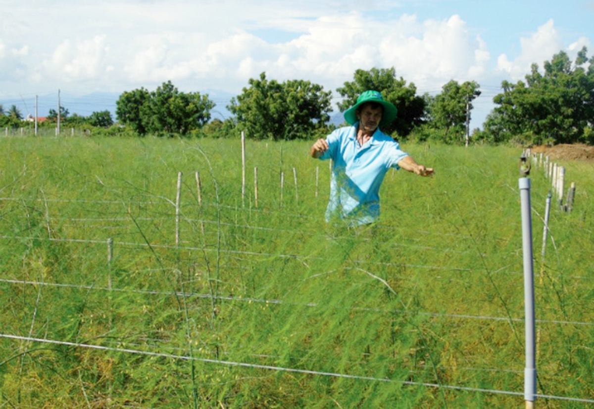 Măng tây xanh không chỉ là cây thoát nghèo mà đang trở thành cây làm giàu của nhiều nông dân Ninh Thuận.