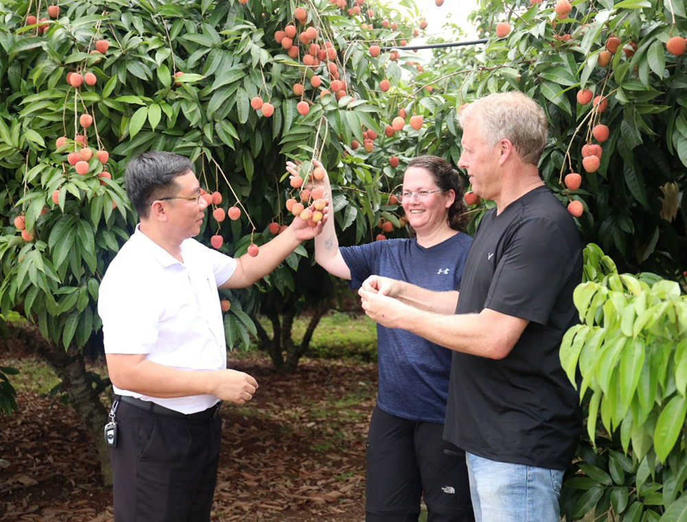 Quả vải ở Bắc Giang không chỉ phục vụ khách du lịch tại vườn, mà còn được cung cấp cho khách sạn, nhà hàng ở Hà Nội, Quảng Ninh...