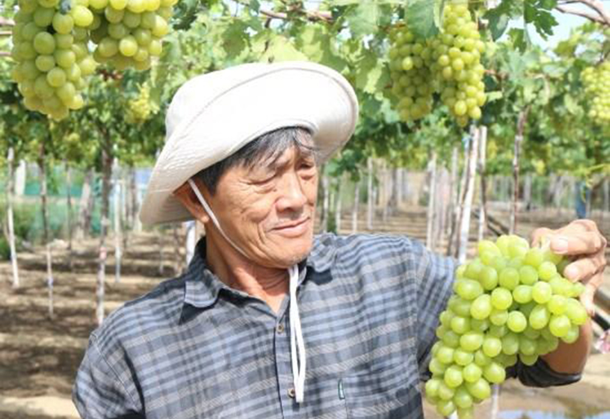 Nho đang cho thấy sự thích nghi tuyệt vời trên đất cát Ninh Thuận, mang lại giá trị kinh tế cao cho người dân.