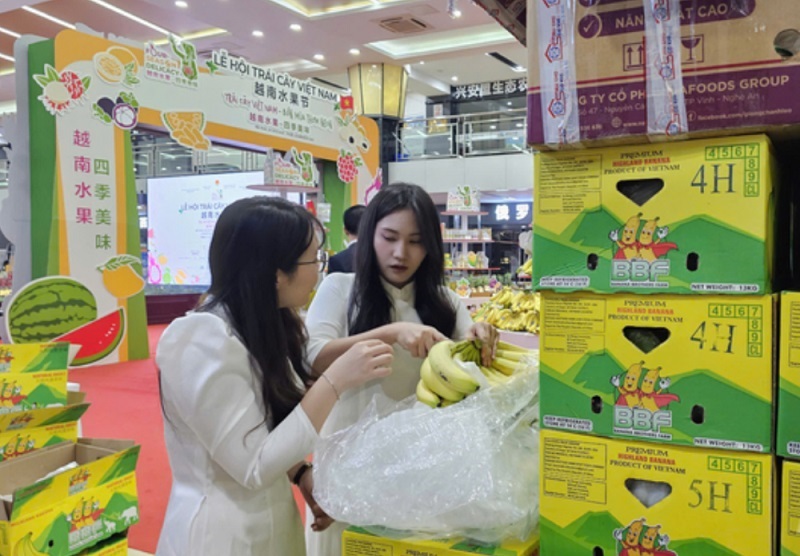 Đến nay, đã có 12 loại trái cây của Việt Nam xuất khẩu chính ngạch sang thị trường Trung Quốc với kim ngạch ước khoảng 4,5 tỷ USD trong năm 2024.