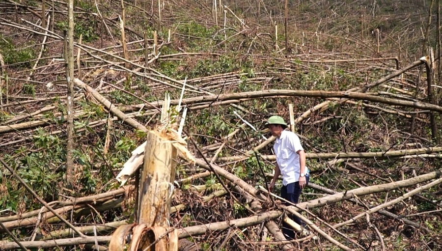 Với 170.000ha rừng bị thiệt hại, cơ quan chuyên môn ước tính cần khoảng 2 năm để phục hồi các hoạt động sản xuất, chế biến gỗ, lâm sản tại khu vực phía Bắc.