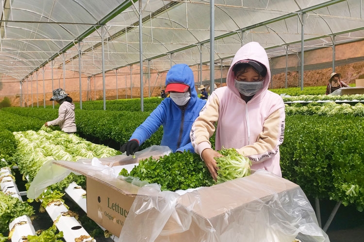 Sơ chế, bảo quản để nông sản tươi lâu hơn cũng giúp nâng cao giá trị và thúc đẩy xuất khẩu.