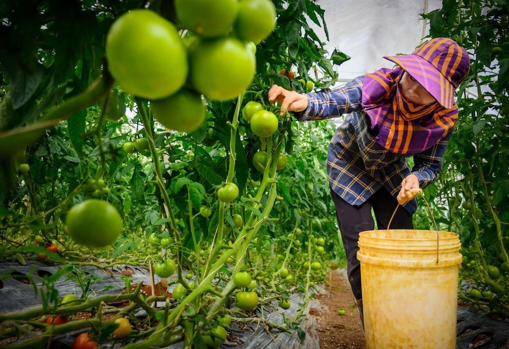 Các HTX đang đóng vai trò quan trọng trong liên kết sản xuất, nâng cao thu nhập cho nông dân ở Châu Thành.