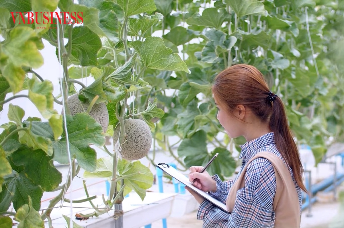 Dưa lưới đang trở thành mô hình làm giàu của nhiều nông dân Châu Thành.