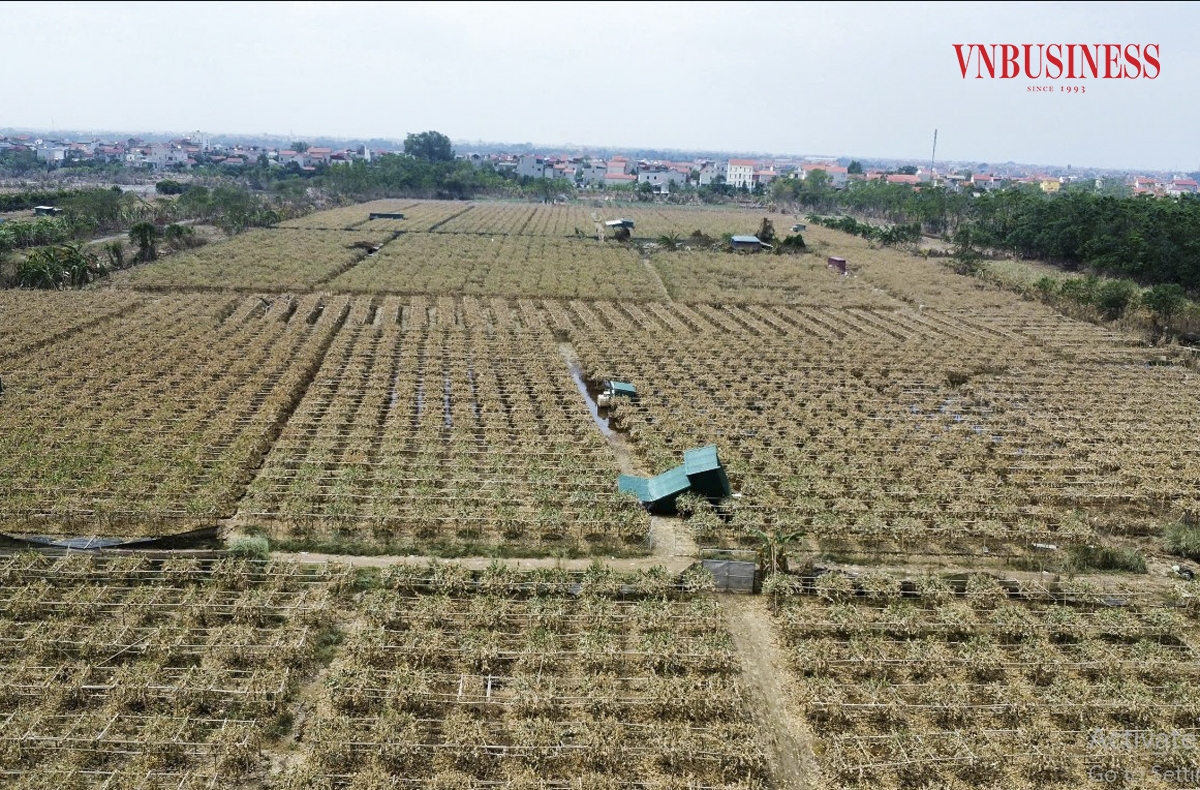 Gần một tháng trước, cơn bão số 3 quét qua gây ngập trắng nhiều vùng trồng cây phật thủ tại bãi bồi của các xã Hồng Hà, Liên Hà, Liên Hồng... &lpar;huyện Đan Phượng&rpar;. Giờ đây, nước lũ đã rút, nhưng để lại những thiệt hại nặng nề, cuốn theo tài sản, cơ ngơi của rất nhiều nông dân.