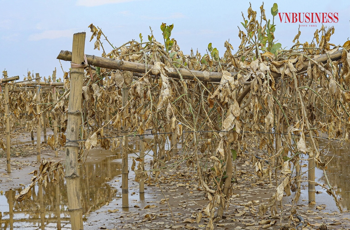 Nhiều nhà vườn đang đứng trước nguy cơ “phá sản” do phần lớn diện tích cây phật thủ bị ngập nước lâu ngày dẫn tới tình trạng thối gốc, không còn khả năng phục hồi.