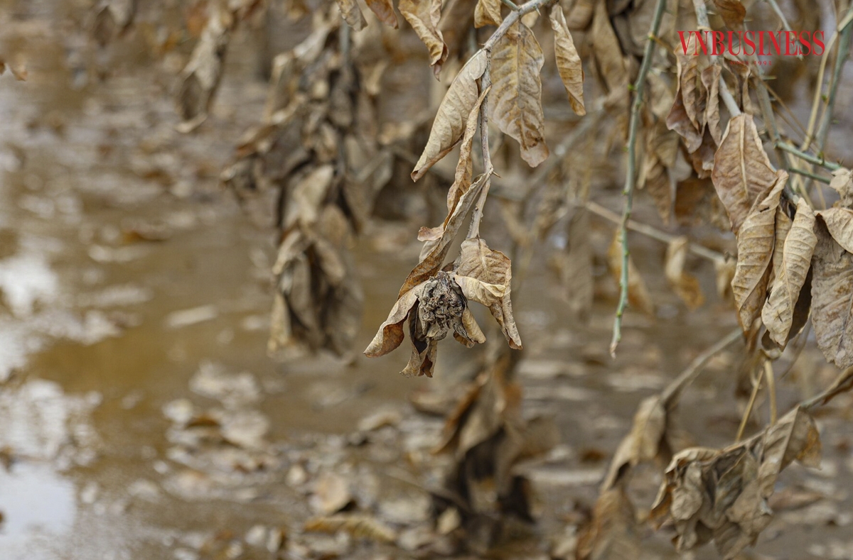 Do ảnh hưởng của bão số 3, nước sông Hồng dâng cao khiến toàn bộ khu vực ven sông bị ngập úng trong nhiều ngày, hàng vạn cây phật thủ bị nhuộm màu bùn đất, khô khốc, bạc phếch,...