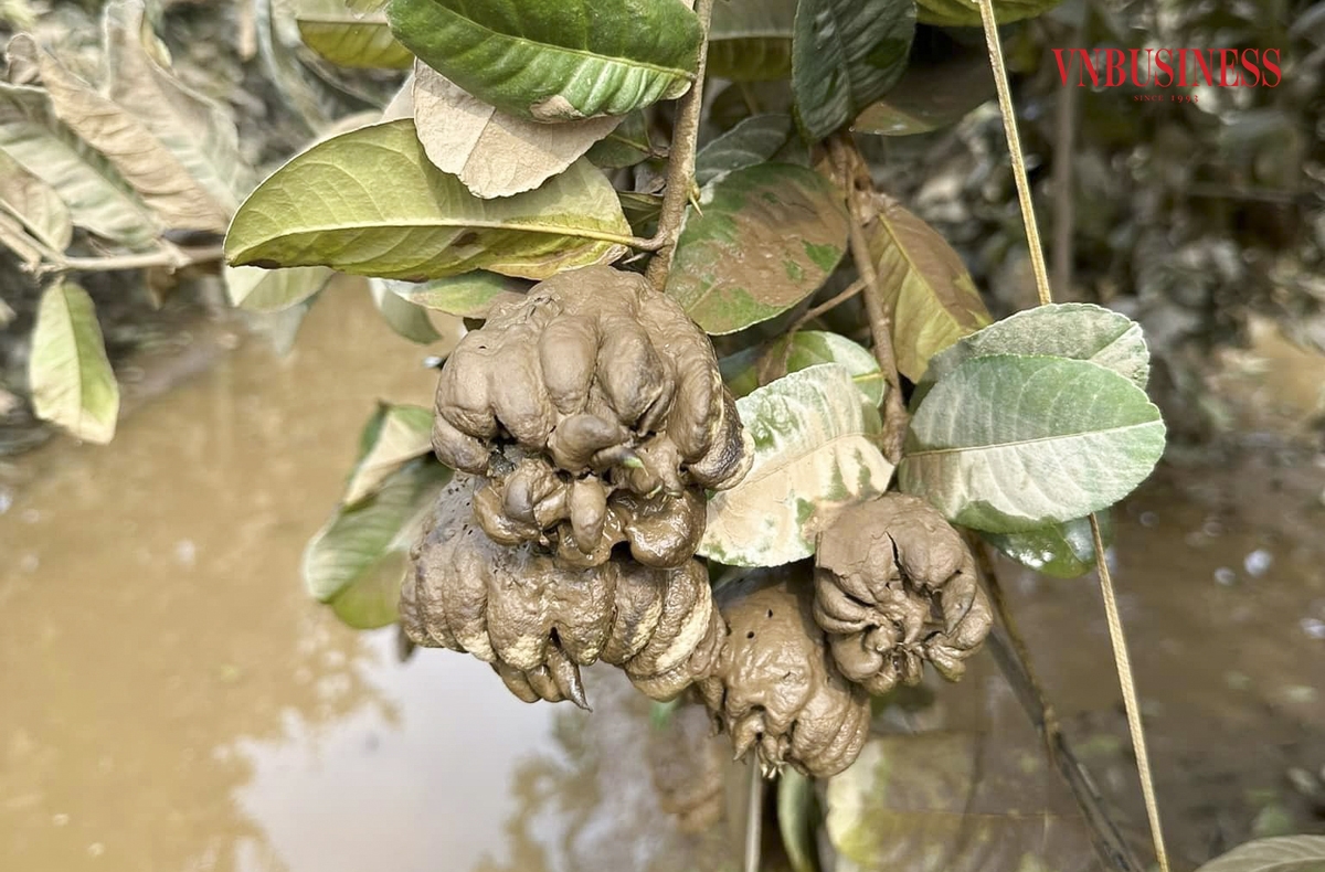 Theo thống kê sơ bộ, xã Đắc Sở có khoảng 240 hộ trồng phật thủ rải rác tại địa phương và các khu vực phụ cận bị thiệt hại do lũ, hơn 300ha bị xóa sổ hoàn toàn, thiệt hại ước tính trên 250 tỷ đồng.