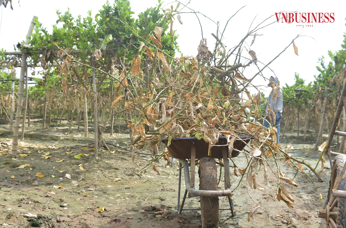 Những hàng cây phật thủ vốn dĩ xanh mướt, trĩu quả ngày nào là niềm hy vọng thoát nghèo, đổi đời của nhiều người dân ở ngoại thành Hà Nội. Nhưng nay, tất cả những gì còn lại chỉ là những đống củi khô.