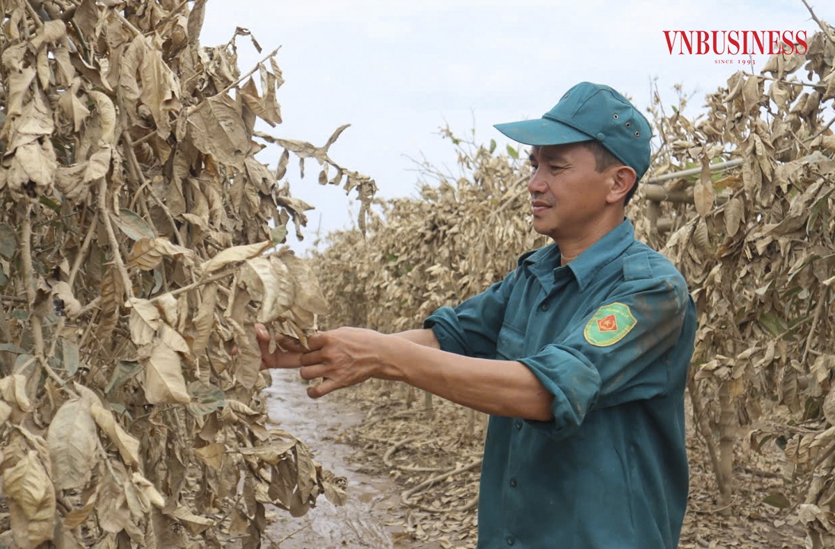 Anh Nguyễn Văn Trung, một chủ vườn tại xã Đắc Sở cho biết, bản thân anh và bà con nơi đây chưa bao giờ bị thiệt hại kinh khủng như vậy. “Gia đình tôi có hơn 5 mẫu trồng phật thủ, với chi phí đầu tư lên tới hơn 1 tỷ đồng, cây sang năm thứ 2 đã bắt đầu ra quả rất đẹp, dự kiến sẽ cho thu hoạch đúng dịp Tết, nhưng giờ đã chết hết”.