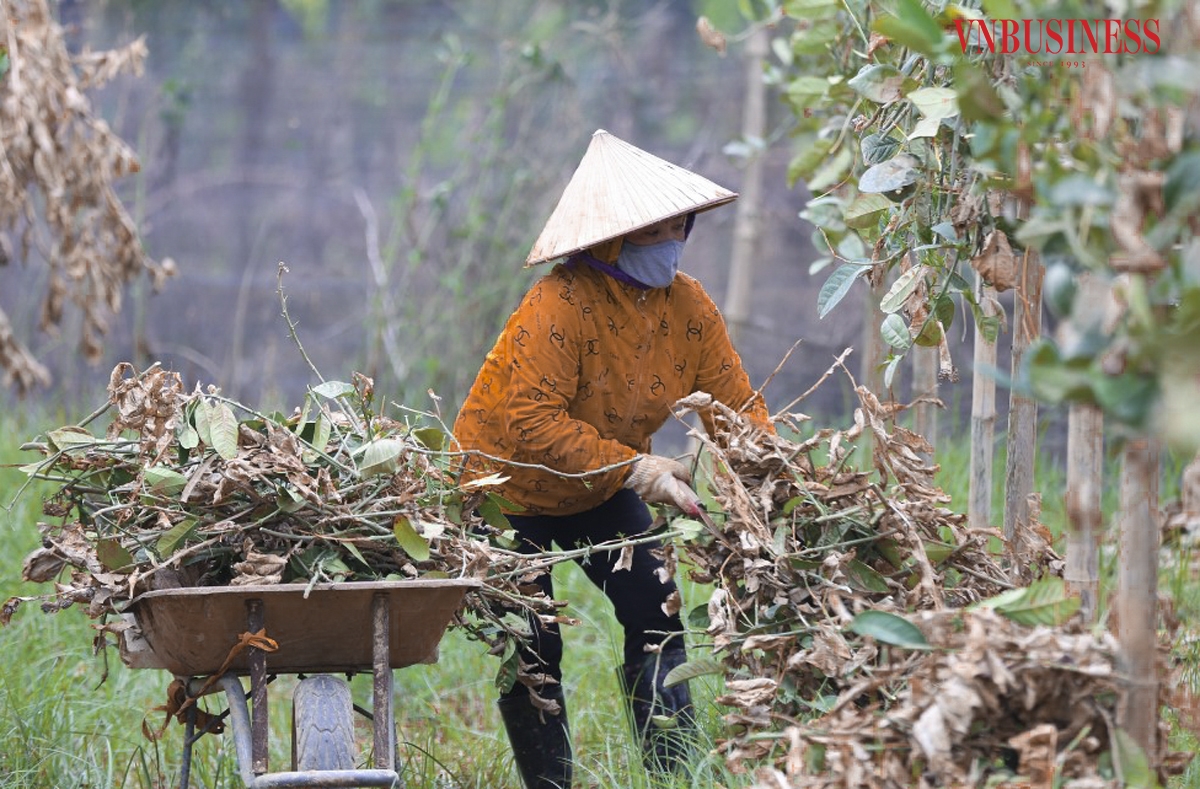 “Không tính ngày công lao động của cả gia đình, tôi đầu tư vào vườn phật thủ này khoảng 250 triệu/mẫu, với 4,5 mẫu tương ứng với hơn 1 tỷ đồng. Đây là toàn bộ tích lũy của gia đình cộng với vay mượn anh em họ hàng bằng vàng. Nay vườn cây chết hết, tôi cũng chưa biết phải làm thế nào nữa”, bà Vũ Thị Quy, chủ vườn tại xã Đắc Sở cho hay.