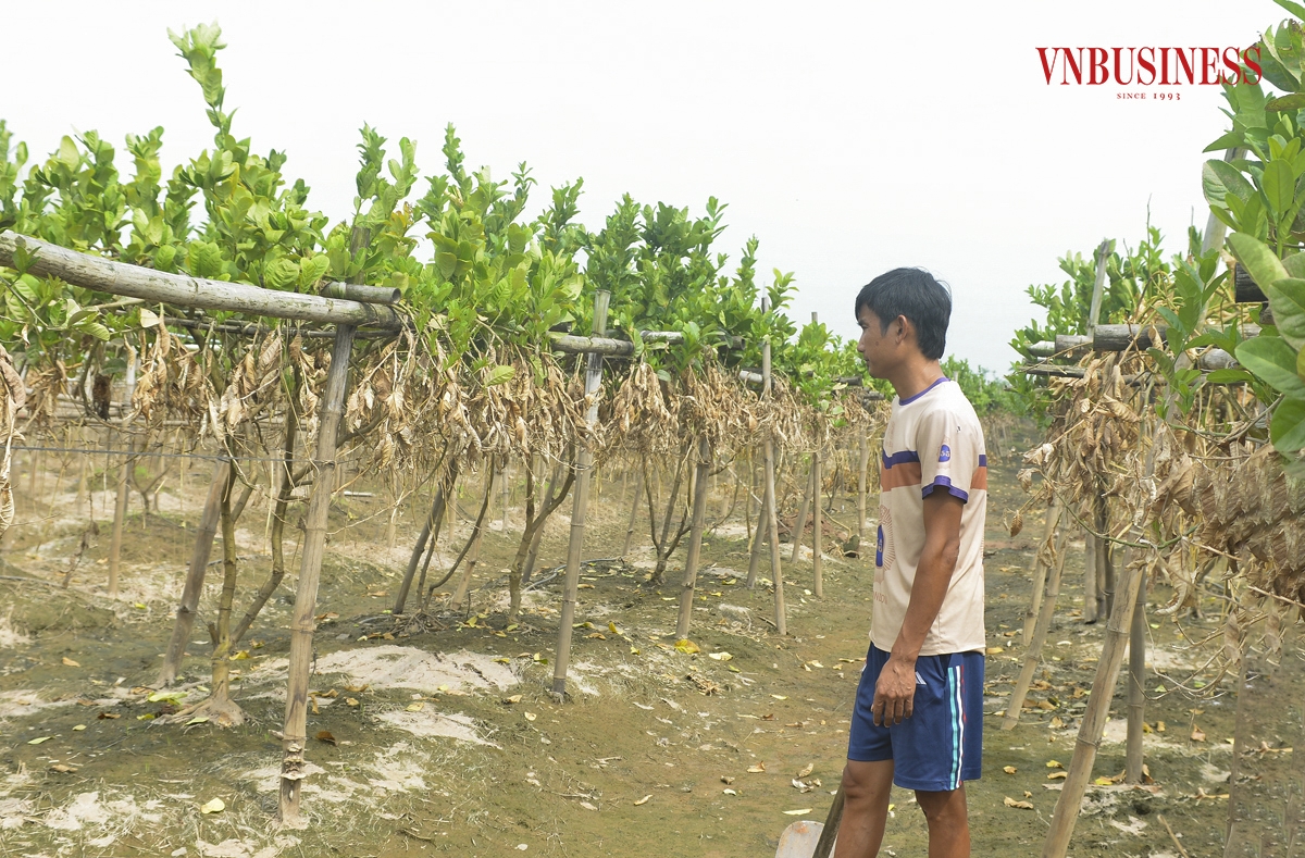 Đối với những cây chưa chết hẳn, người dân sẽ phải cắt hết cành chết khô, giữ lại phần thân cây còn xanh, áp dụng các biện pháp kỹ thuật, xới lại đất, bón thêm phân, hy vọng cây sẽ hồi sinh trở lại… Song, cơ hội cứu vãn là rất mong manh, nếu phục hồi được thì chi phí cũng khá lớn, năng suất lại không được như ban đầu.