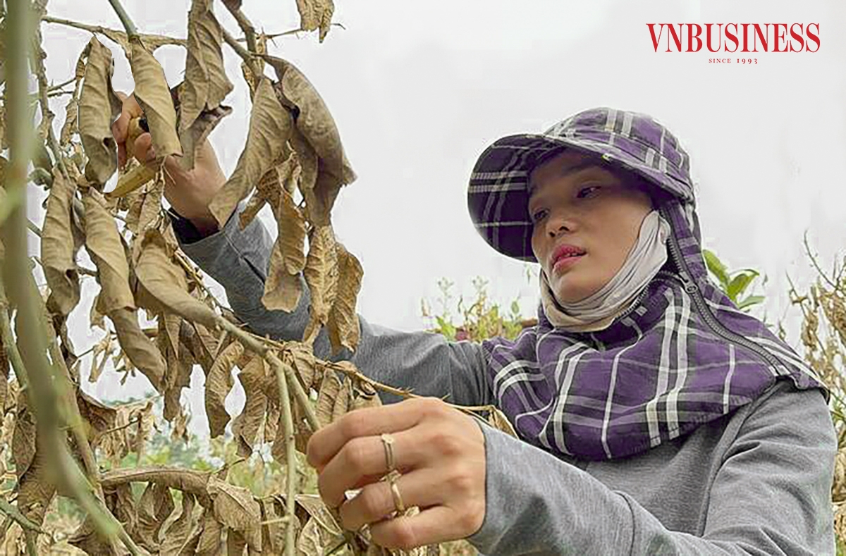 “Không tính ngày công lao động của cả gia đình, tôi đầu tư vào vườn phật thủ này khoảng 250 triệu/mẫu, với 4,5 mẫu tương ứng với hơn 1 tỷ đồng. Đây là toàn bộ tích lũy của gia đình cộng với vay mượn anh em họ hàng bằng vàng. Nay vườn cây chết hết, tôi cũng chưa biết phải làm thế nào nữa”, chị Nguyễn Thị Thảo, chủ vườn tại xã Đắc Sở cho hay.