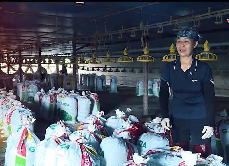 Hộ gia đình bà Trần Thị Tuyết &lpar;thôn Duyên Hà, xã Phú Phúc, huyện Lý Nhân, tỉnh Hà Nam&rpar; mất trắng 20.000 con gà do lũ lụt.