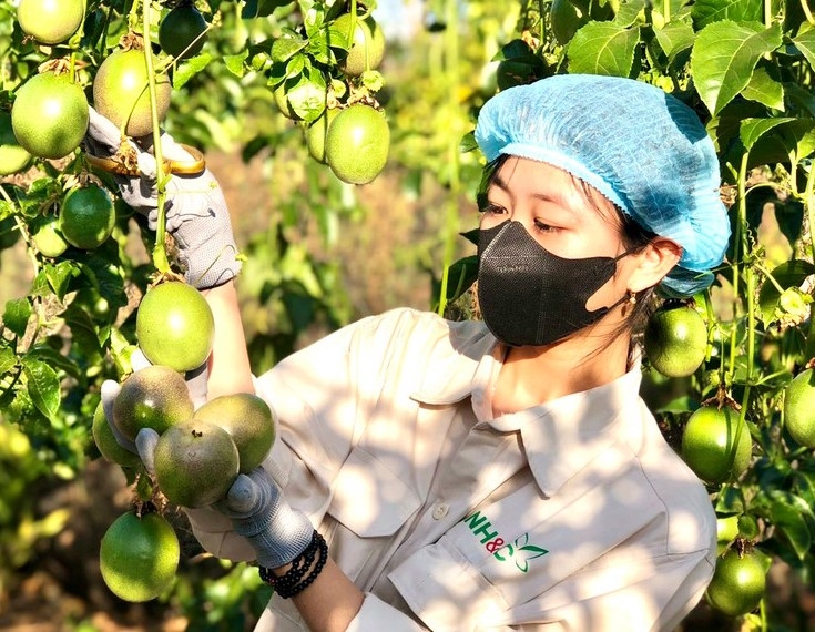 Vùng nguyên liệu đạt chuẩn vẫn còn thiếu khiến các cơ sở chế biến chưa phát huy hết công suất.