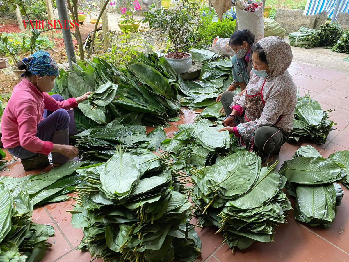 HTX hiện có 35 thành viên, đã đứng ra liên kết với các hộ dân để sản xuất lúa Xi 23 trên diện tích 60 ha và trồng lá dong 8,5 ha, chủ động nguyên liệu làm bánh.