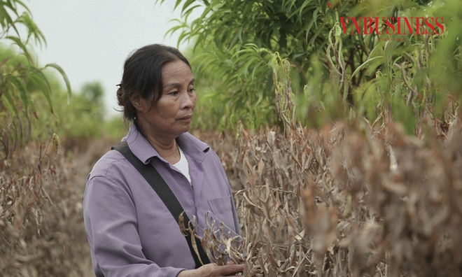 Hà Nội sẽ xem xét chính sách đặc thù hỗ trợ người trồng đào, quất bị thiệt hại do bão số 3.