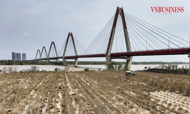 Hà Nội vừa thông qua Nghị quyết bổ sung 213 tỷ đồng hỗ trợ khôi phục sản xuất cây vụ Đông.