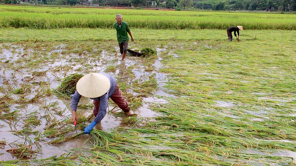 Người dân, HTX ở nhiều địa phương đang đối mặt với việc thiếu nguồn giống, chi phí giống cao.