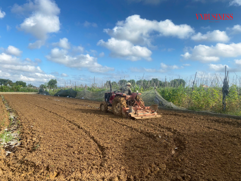 HTX đã chủ động trong việc triển khai thực hiện tích tụ đất đai, chuyển dịch cơ cấu cây trồng, đưa các loại cây trồng có năng suất, chất lượng, có thị trường đầu ra ổn định vào sản xuất.