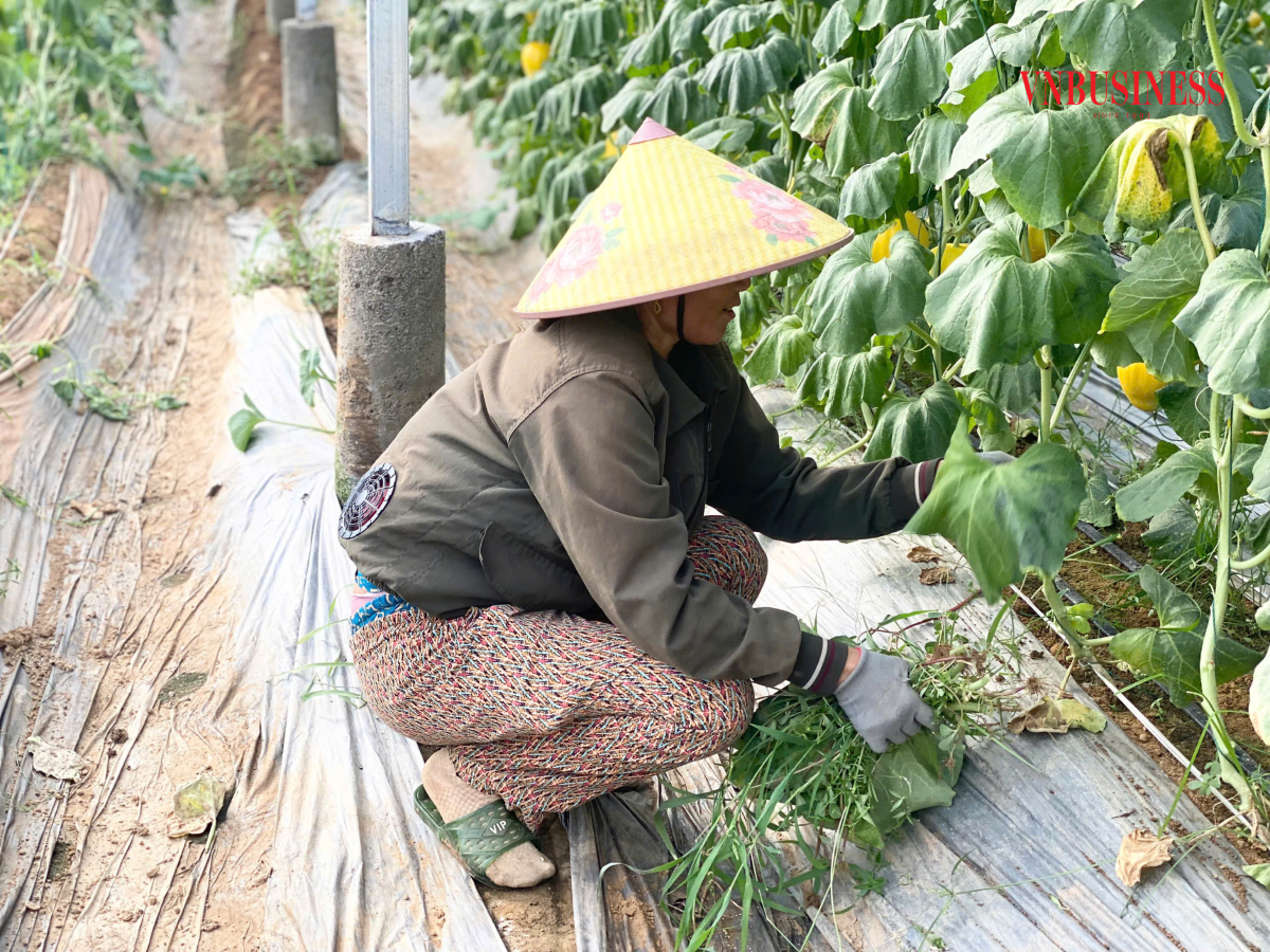 HTX trực tiếp thực hiện và theo dõi các khâu liên quan đến từng chu kỳ phát triển của cây trồng, các hộ thành viên chấp hành và thực hiện tốt các khâu từ sản xuất đến tiêu thụ sản phẩm.