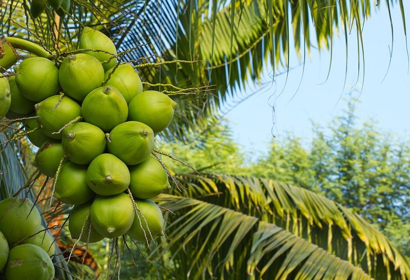 Tỉnh Bến Tre có 133 mã số vùng trồng dừa cơ bản đáp ứng điều kiện về sản xuất với diện tích gần 8.400ha, của trên 12.800 hộ sản xuất.