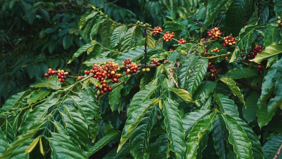 Giá cà phê giữ ổn định so với ngày hôm qua.