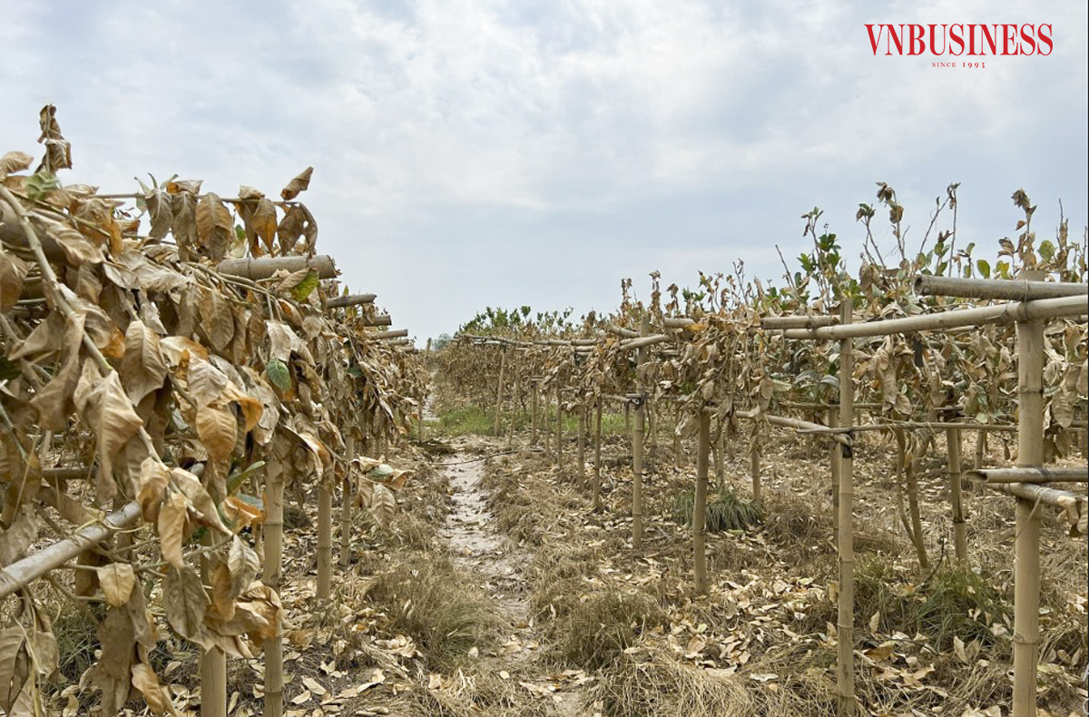 Hàng trăm ha diện tích cây phậ thủ bị thiệt hại sau cơn bão số 3