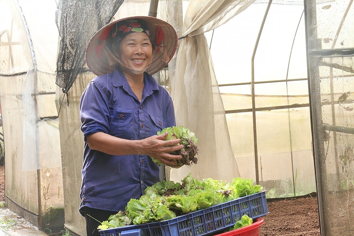 Nhiều HTX phải đối mặt với tình trạng lao động, thành viên bị già hóa nhưng thiếu đội ngũ kế cận.