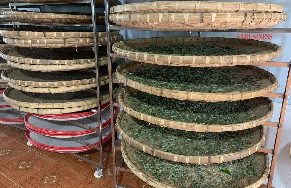 Hoa Kỳ đưa ra các quy định liên quan đến mức dư lượng cho hoạt chất kasugamycin trong trà đã sấy khô.