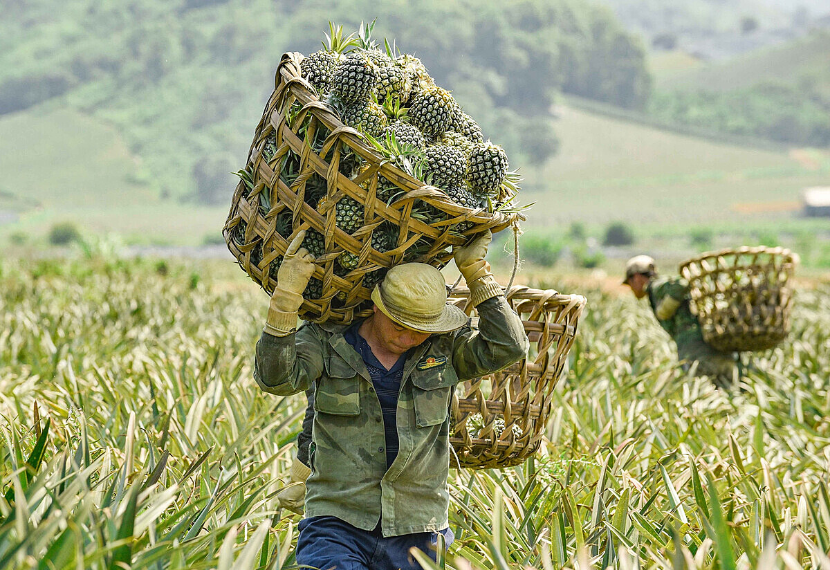 Bài toán liên kết giữa vùng nguyên liệu và thị trường tiêu thụ được giải quyết sẽ thúc đẩy ngành nông nghiệp phát triển.