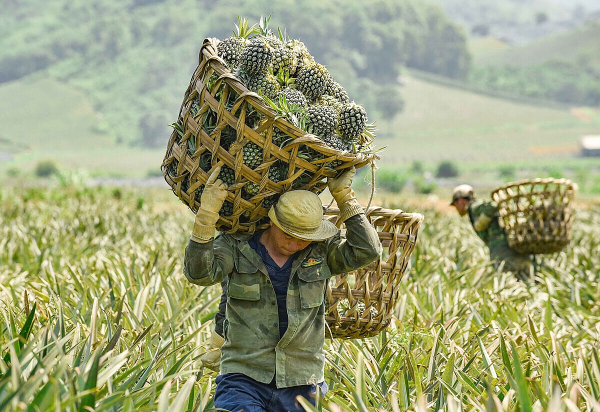 Bài toán liên kết giữa vùng nguyên liệu và thị trường tiêu thụ được giải quyết sẽ thúc đẩy ngành nông nghiệp phát triển.