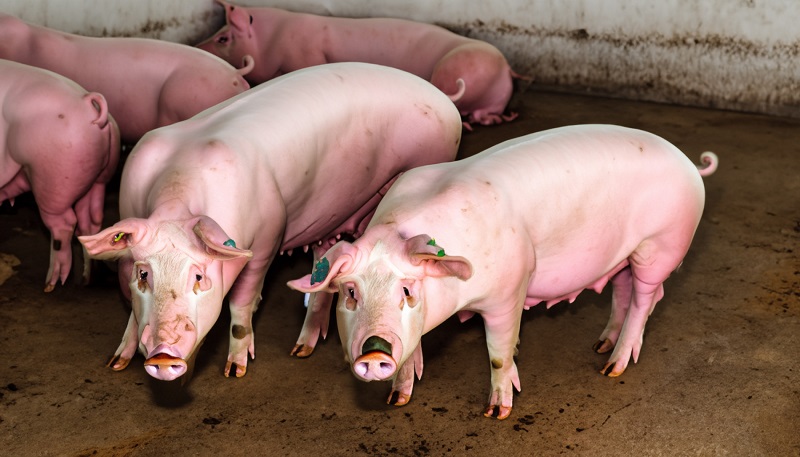 Nhờ sự ổn định của giá nguyên liệu cho sản xuất thức ăn chăn nuôi trong và ngoài nước, cùng với sự gia tăng giá lợn hơi trên thị trường giúp Dabaco lãi ròng hơn 312 tỷ đồng trong quý 3/2024.