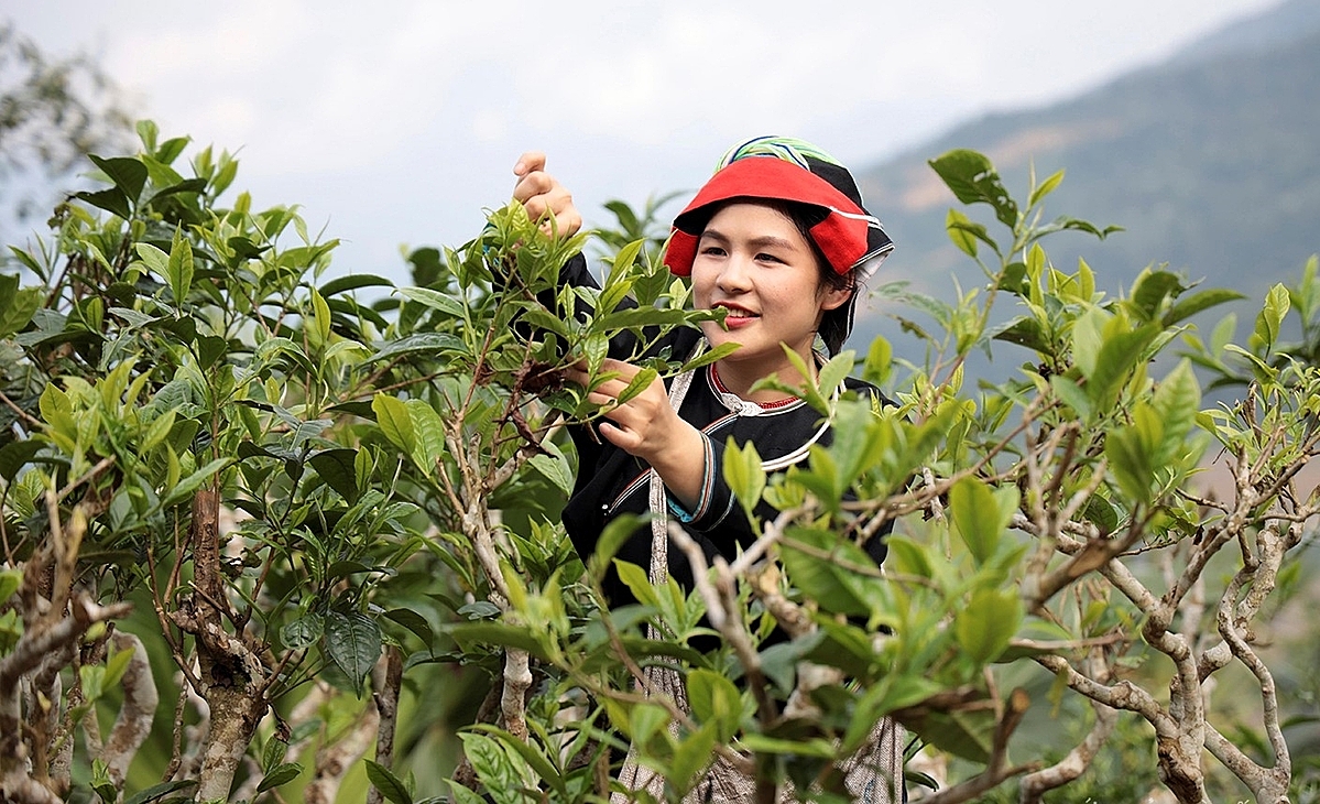 Đa dạng các sản phẩm chè sẽ đáp ứng được nhiều phân khúc khách hàng.