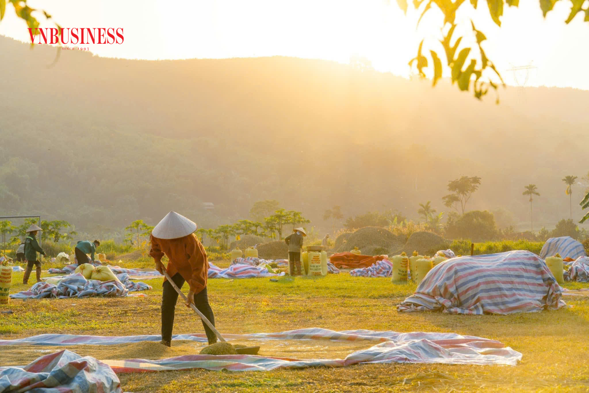 Nông dân tập trung thu hoạch lúa tại vùng trồng.