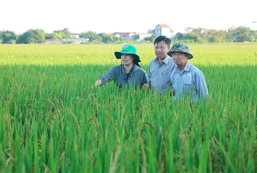 Mỗi vùng sẽ có đặc điểm, điều kiện riêng nên áp dụng quy trình sản xuất cần được tính toán hợp lý.