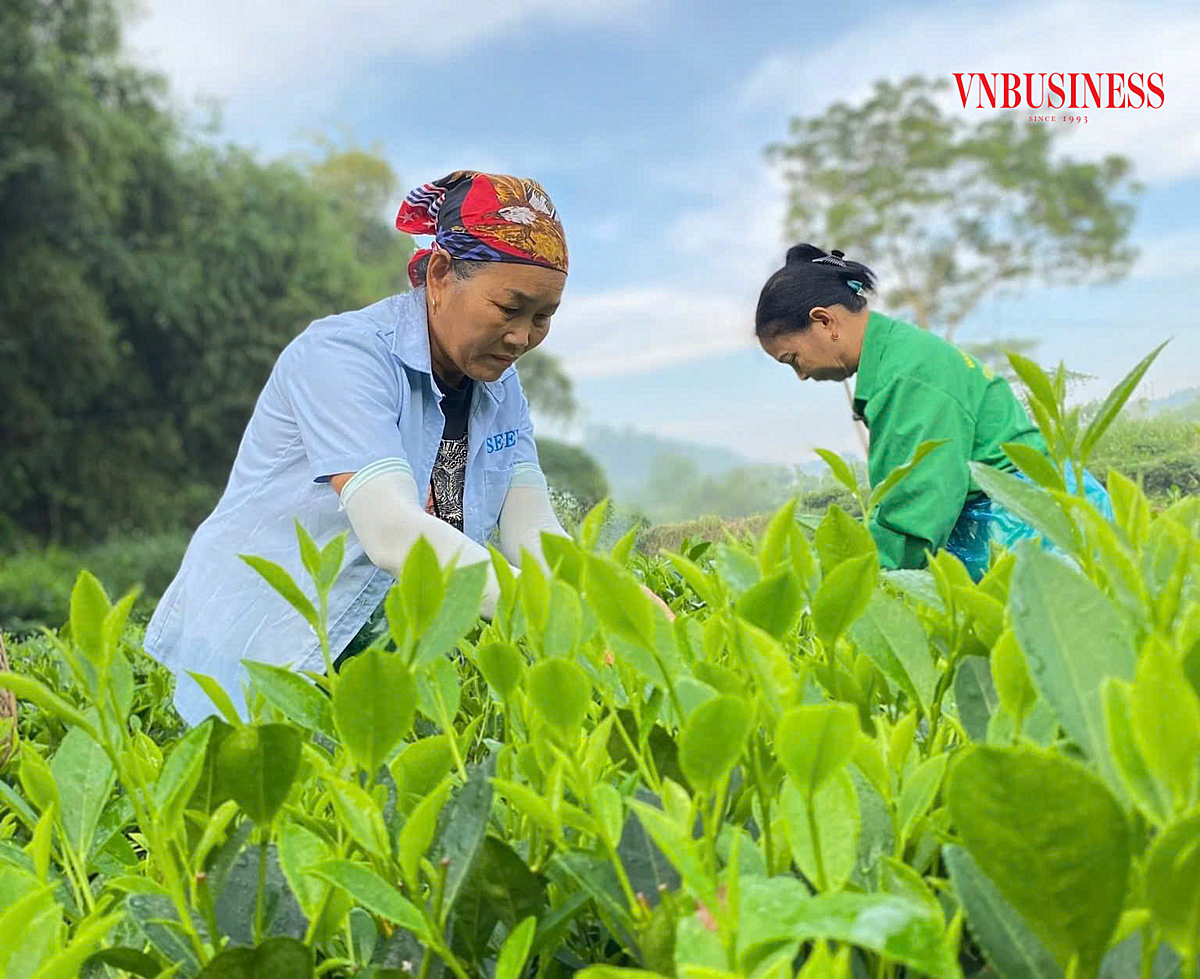 Hiện, HTX có hơn 16ha chè trồng theo tiểu chuẩn VietGAP và 50ha diện tích liên kết.