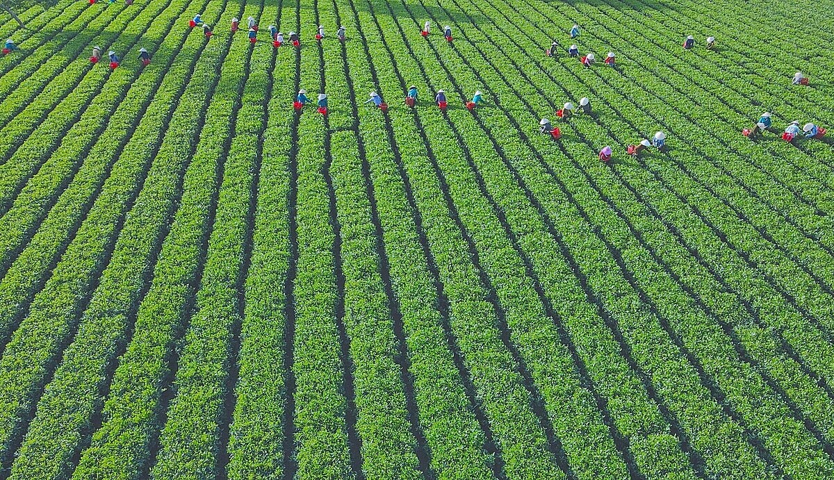 Ngành nông nghiệp phát triển cần phát triển các chuỗi giá trị bền vững.