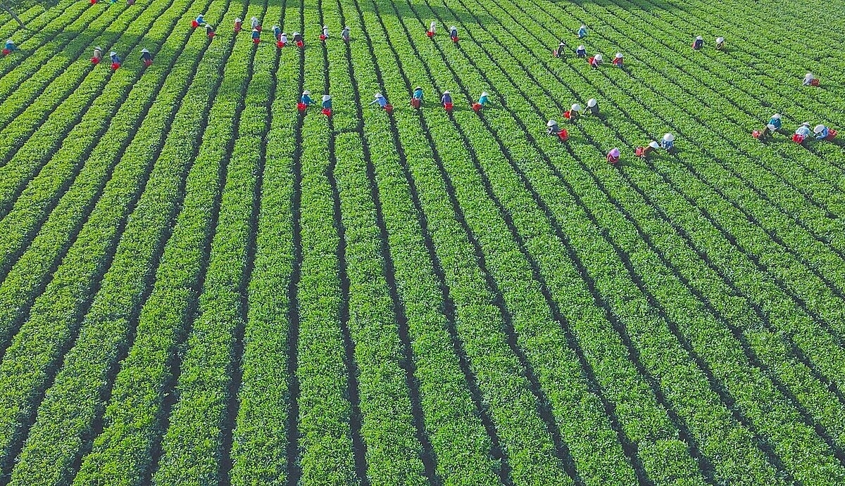 Ngành nông nghiệp phát triển cần phát triển các chuỗi giá trị bền vững.